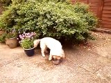 Cockapoo dropping his ball in his water bowl