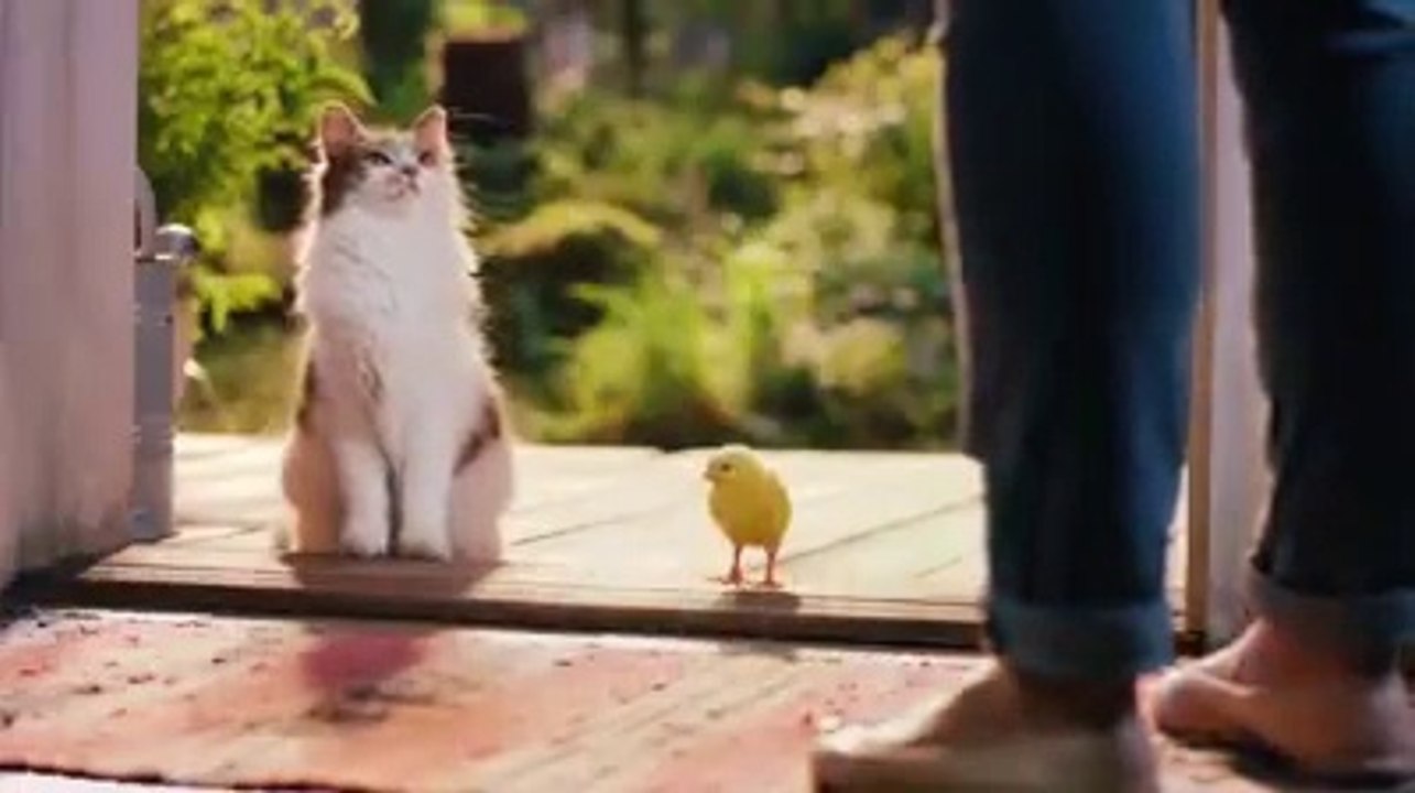 O amor do gato e o pinto!