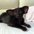 Ce Cornish rex est hypnotisant. Admirez cette beauté !