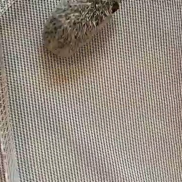 Cet herisson a trouvé un nouveau jeu très amusant. Regardez comment il s'amuse !