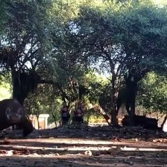 Un dinosaure des temps modernes ! Admirez ce splendide et imposant dragon de Komodo