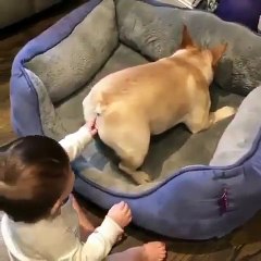 Quand bébé met son doigt dans les fesses du chien. Réaction hilarante !