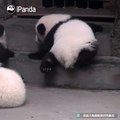 Quand un petit panda essaie de grimper, voici ce que ça donne. Trop cute !