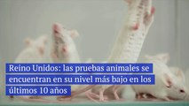 Reino Unidos las pruebas animales se encuentran en su nivel más bajo en los últimos 10 años