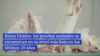 Reino Unidos las pruebas animales se encuentran en su nivel más bajo en los últimos 10 años