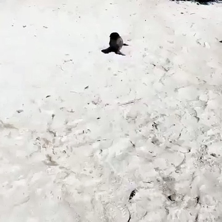 Ce bébé otarie rampe dans le sable. Trop mignon !
