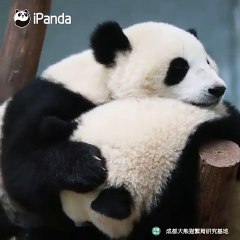 Quand un panda ne peut s’empêcher de donner un câlin à sa sœur. Adorable !