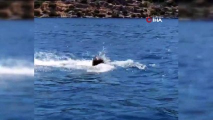 Akdeniz foku, vatozu böyle yedi