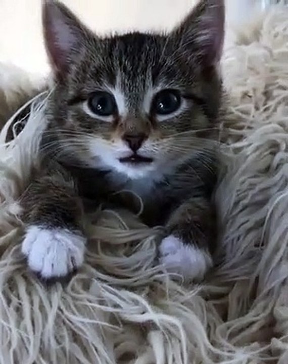 Ecoutez les miaulements de cette chatte. Trop mignon !