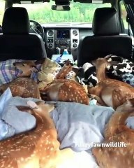 Quand on transporte des faons sauvages réhabilités vers leur nouveau domicile. Magnifique !