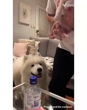 Quand un chat essaie de faire le bottle cap challenge. A mourir de rire !