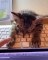 Quand un petit chat s'endort sur le clavier de son maître et ne veut pas se lever. Trop mimi !