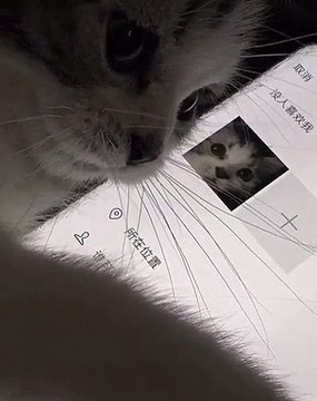 Ce chaton ne dort jamais sans sa douce mélodie. Trop chou !