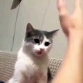 Ce chat s’attaque à son maître qui le menace. Hilarant !