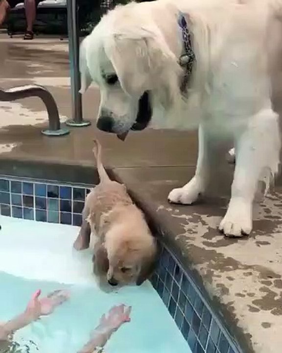 Quand bébé Golden Retrievers prend des leçons de natation. Trop mimi !