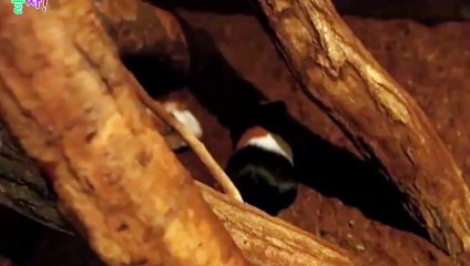 광산출장안마 -후불100%ョ 070c5180c1617｛카톡MAS91｝ 광산전지역출장안마 광산오피걸 광산출장마사지 광산안마 광산출장마사지 광산콜걸샵◑