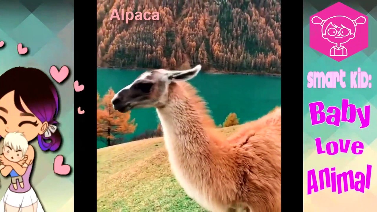 Animaux mignons bébés Vidéos Compilation moment mignon des animaux - Les animaux les plus mignons du monde