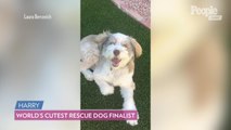 Meet the 10 Finalists for PEOPLE's World's Cutest Rescue Dog Contest and Vote for Your Top Dog