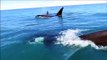 Quand des dizaines d'orques suivent un jet ski en pleine mer