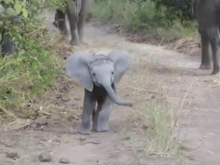 Ce bébé éléphant se met à charger comme un grand... pas commode le petit