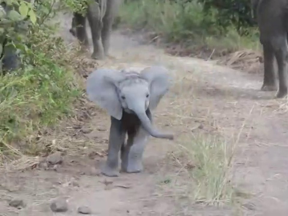 Ce bébé éléphant se met à charger comme un grand... pas commode le petit