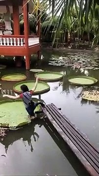 Elle tente de marcher sur un gros nénuphar... mauvaise idée