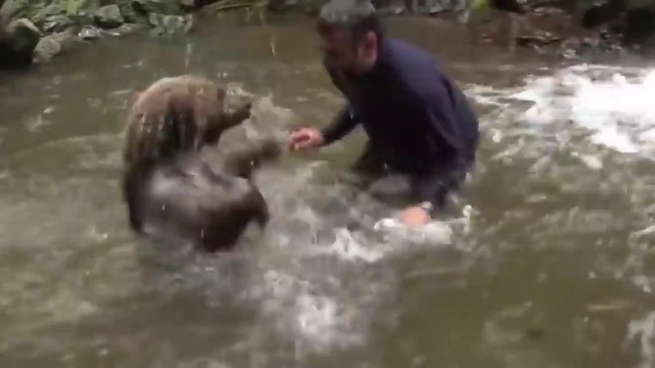 Un ours rejoint un homme à l'eau et joue avec lui