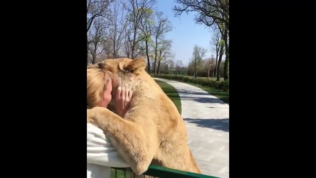 Ces lions retrouvent leur dresseuse après plusieurs années de séparation. Adorable
