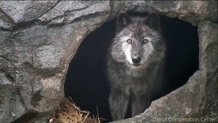 Ce loup pousse un hurlement sous l'orage... Magnifique