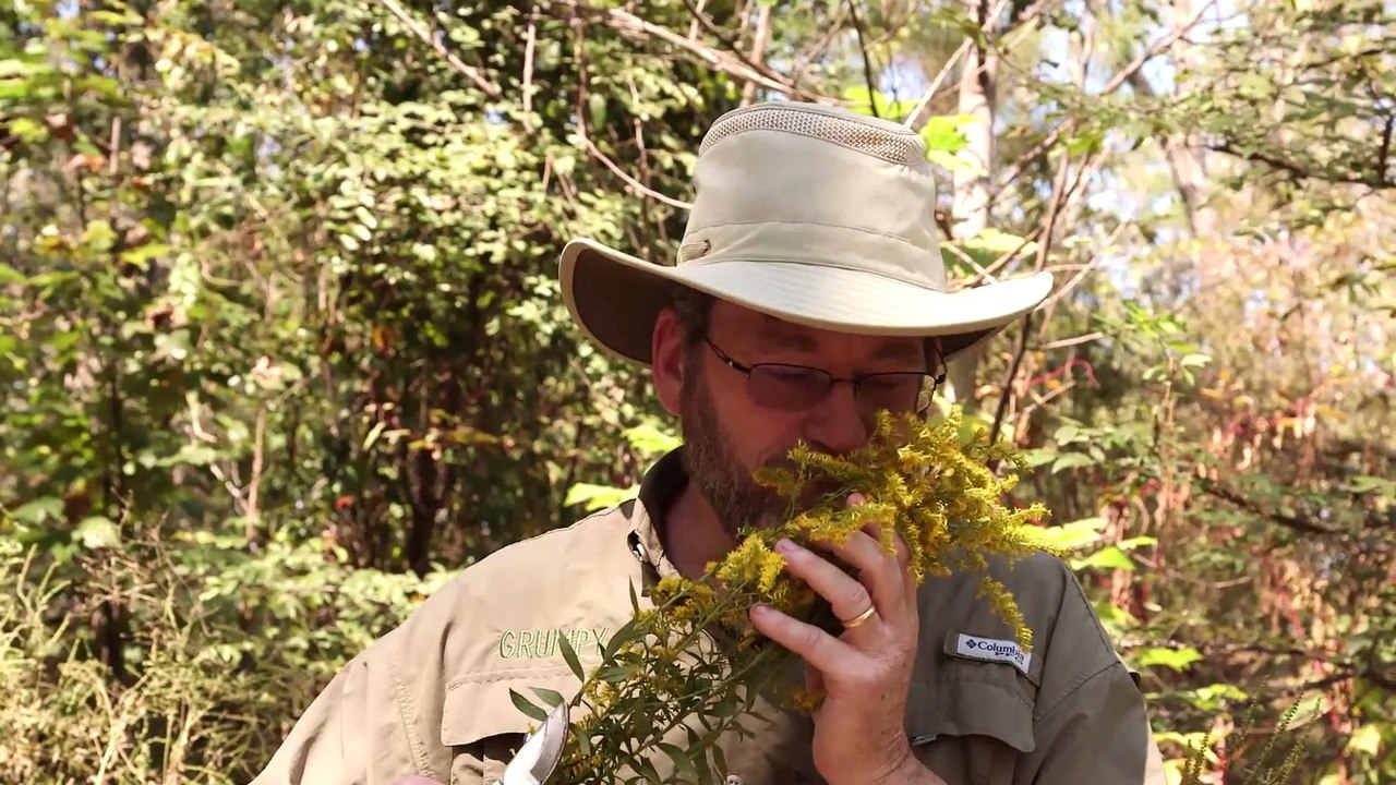 What’s Causing My Allergies? Grumpy’s Guide To Plants That Make You Sneeze