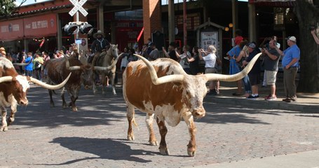 Roadfood Adventures USA:  Dallas/Fort Worth to Austin, Texas