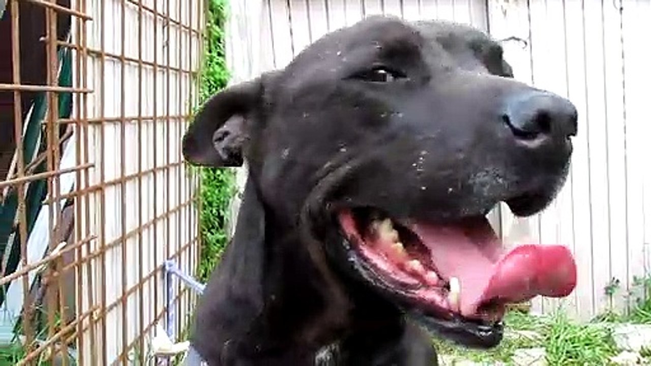 Linguaccia Pitbull