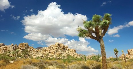Roadfood Adventures USA:  Las Vegas, Nevada to Palm Springs, California