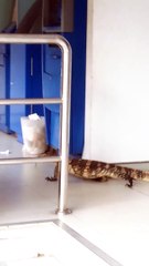 Lizard Tries to Break into Bank