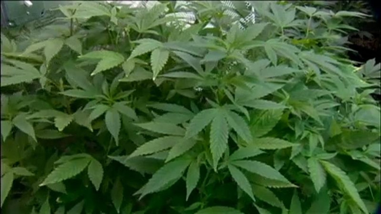 En Alemania no hay suficiente cannabis