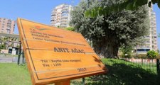 1202 yıllık anıt ağaç, yeni yerinde zeytin verdi