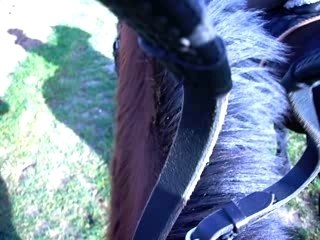 Piti galop cote pre des anciens gros