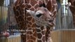 French zoo welcomes rare baby giraffe
