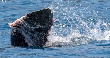 Antalya'da Akdeniz fokunun ağzında parçalanmış vatoz bağlığını gören vatandaşlar dehşete düştü!