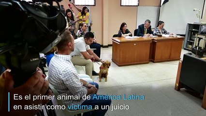 Por primera vez en América Latina un perro asiste a un juicio como víctima de maltrato