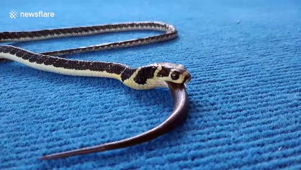Stomach-churning moment king cobra swallows a baby snake