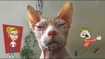 Le Sphynx un chat sans poils pas comme les autres