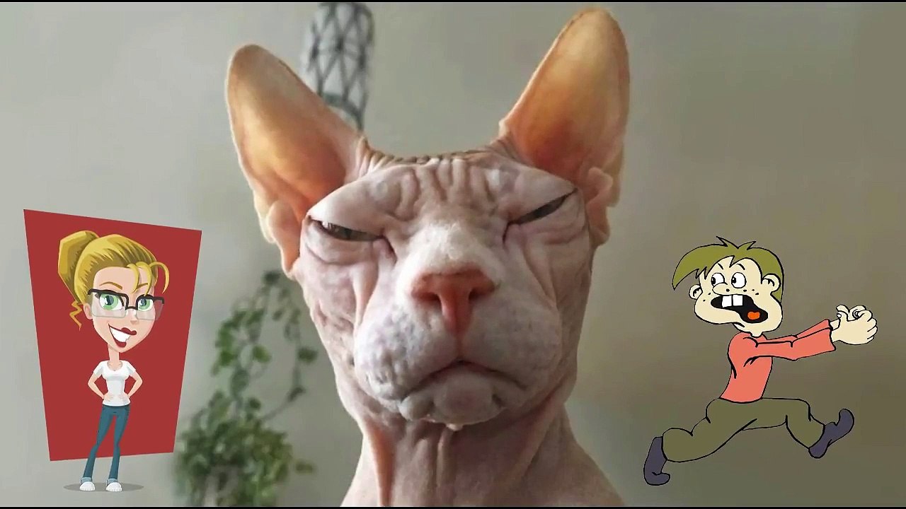 Le Sphynx un chat sans poils pas comme les autres