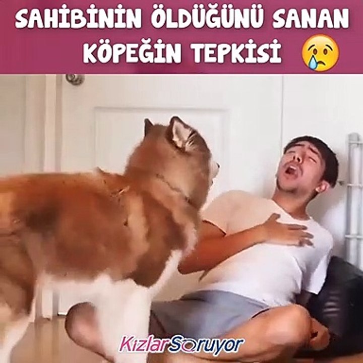 Sahibinin öldüğünü sanan köpek