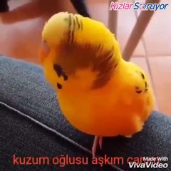 Türkçe Öğrenen Muhabbet Kuşu