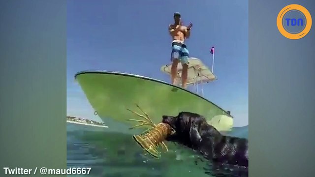 Ces chiens sont des vrais pêcheurs de langoustes !