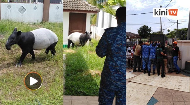 Selepas harimau, tapir betina pula sesat