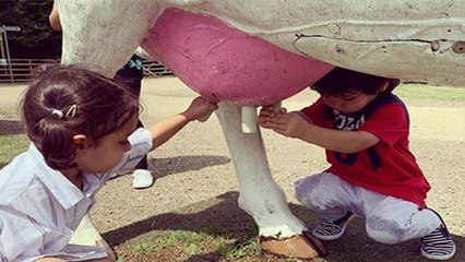 Taimur Ali Khan plays with Cow in dairy farm; Check out | FilmiBeat