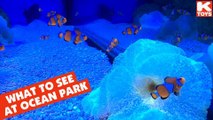 Ocean Park Manila Activities for Kids Indoor || Keith's Toy Box