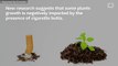 Cigarette Butts Stunt The Growth Of Plants
